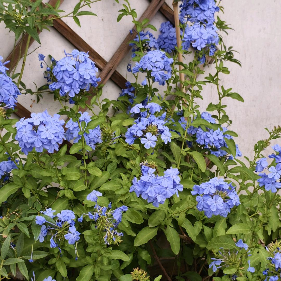 葫芦园福禄缘