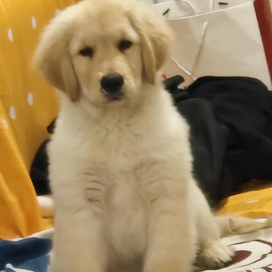 孤狼 （宠物寄养 代卖代买）