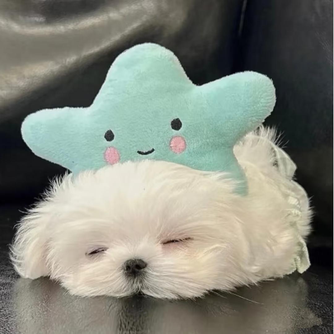 本公主想睡懒觉