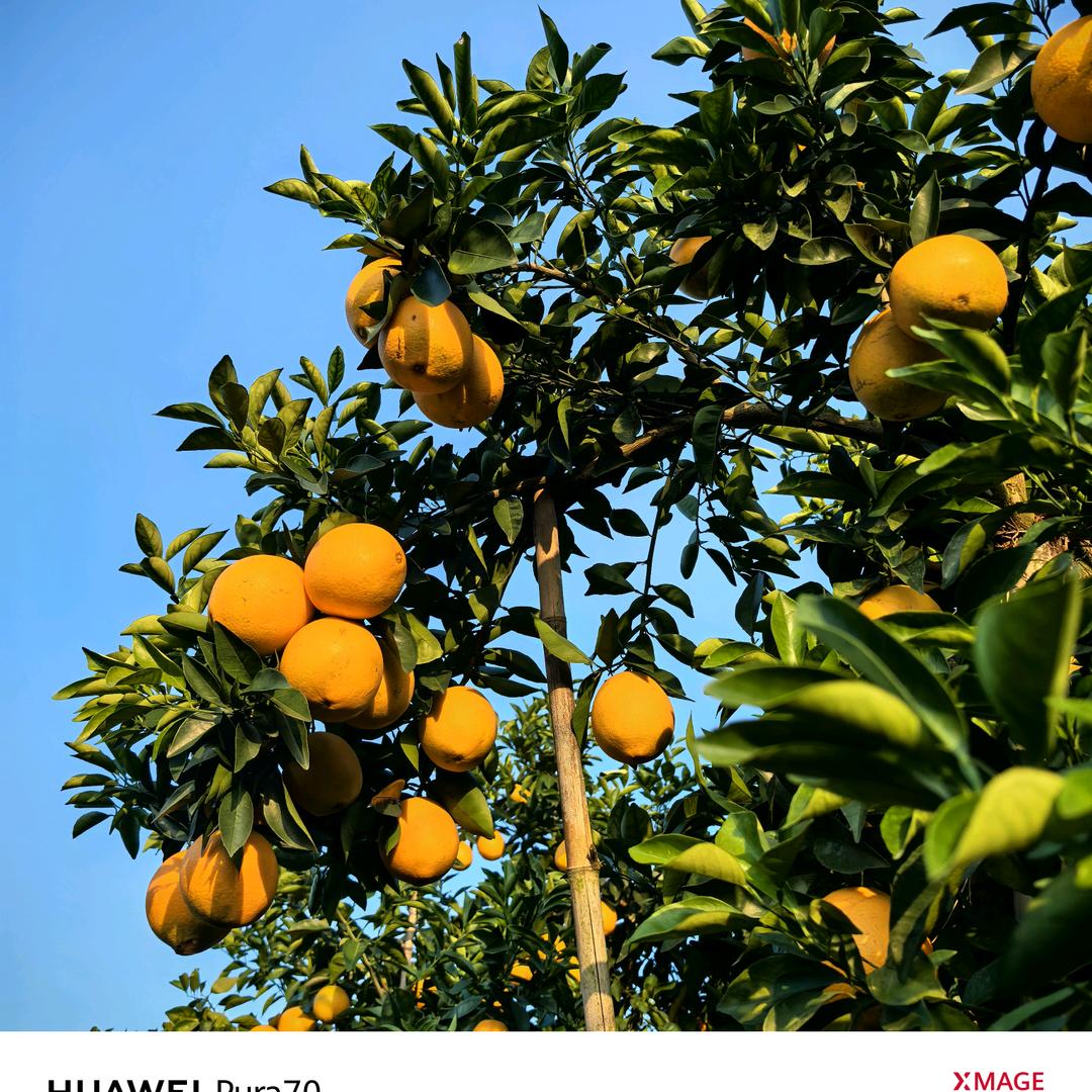 赣南脐橙花姐~坐享呈（种赣南脐橙15年）