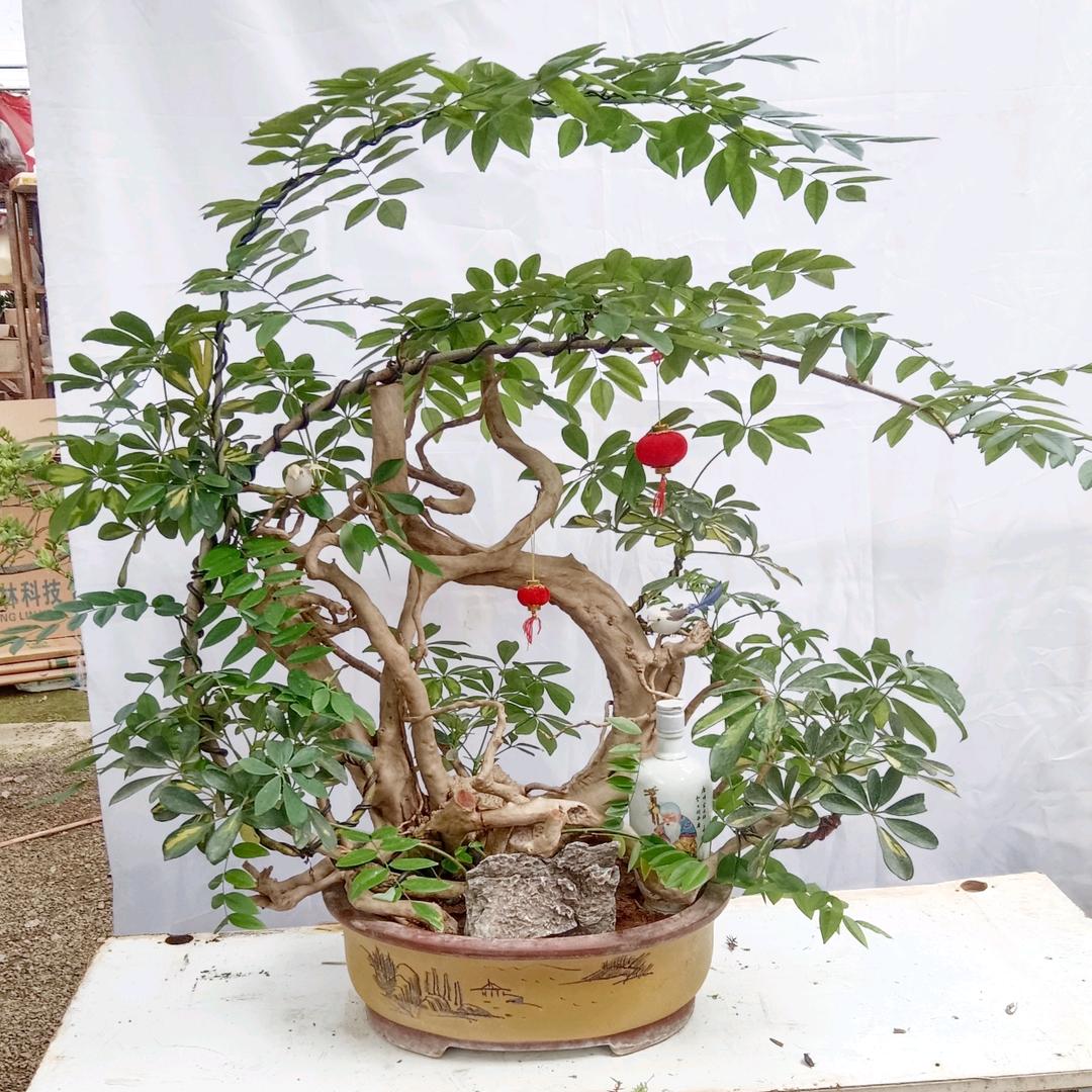 {双赢花卉}主营:各种盆景，造型设计制作