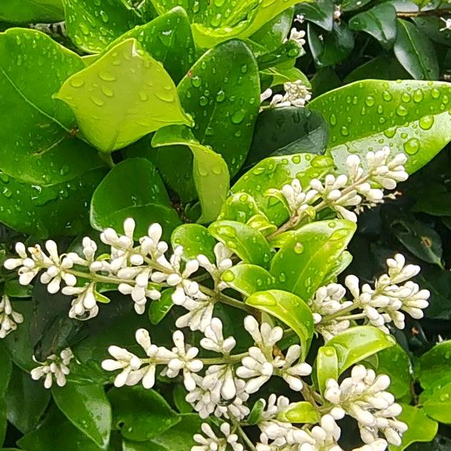 云阳幺妹早上6:30开直播💐💐💐