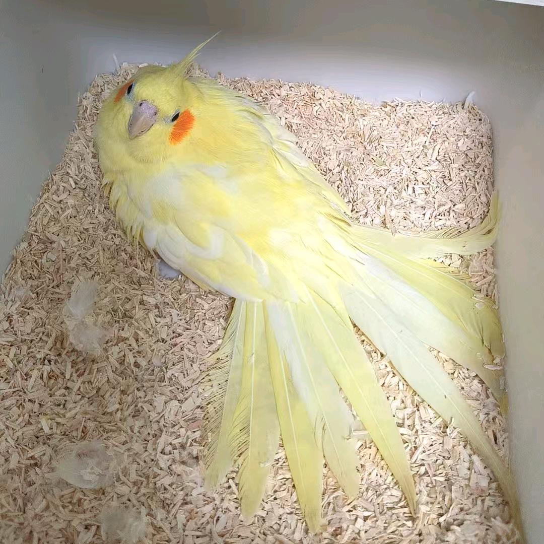 超级鸟局繁殖部鸟麻麻