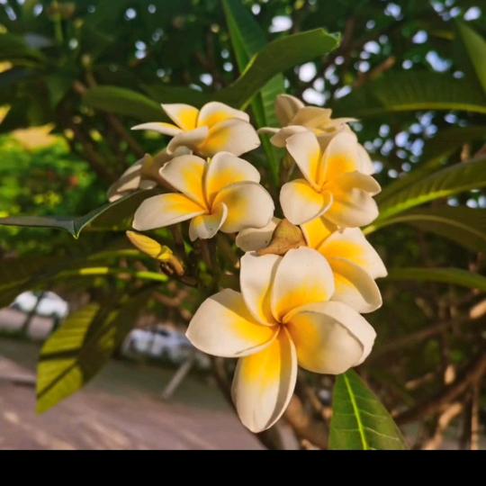 一花倾成