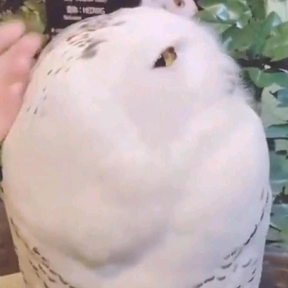 `白羽`