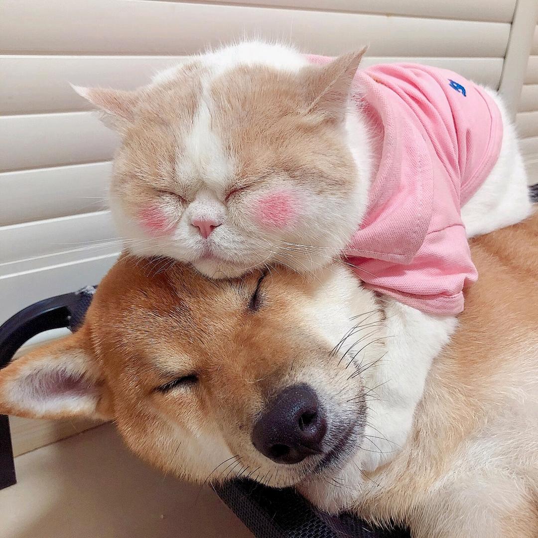 汤圆是只喵🐱