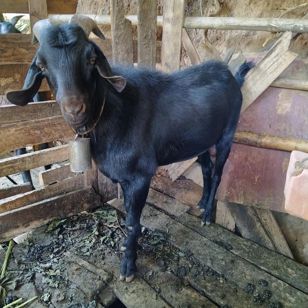 四川单身幺哥。