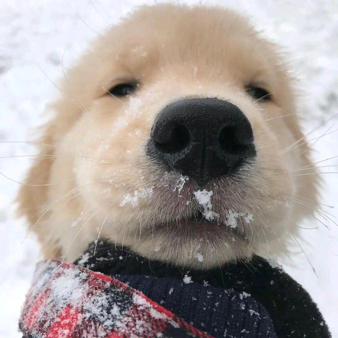 摸鱼