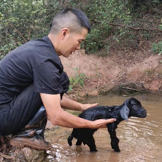 大洋→→养土山羊