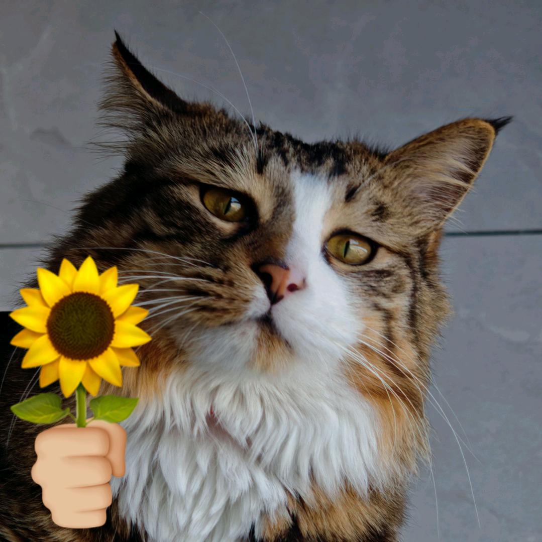 猪猪菲🐱和狗狗槟🐱