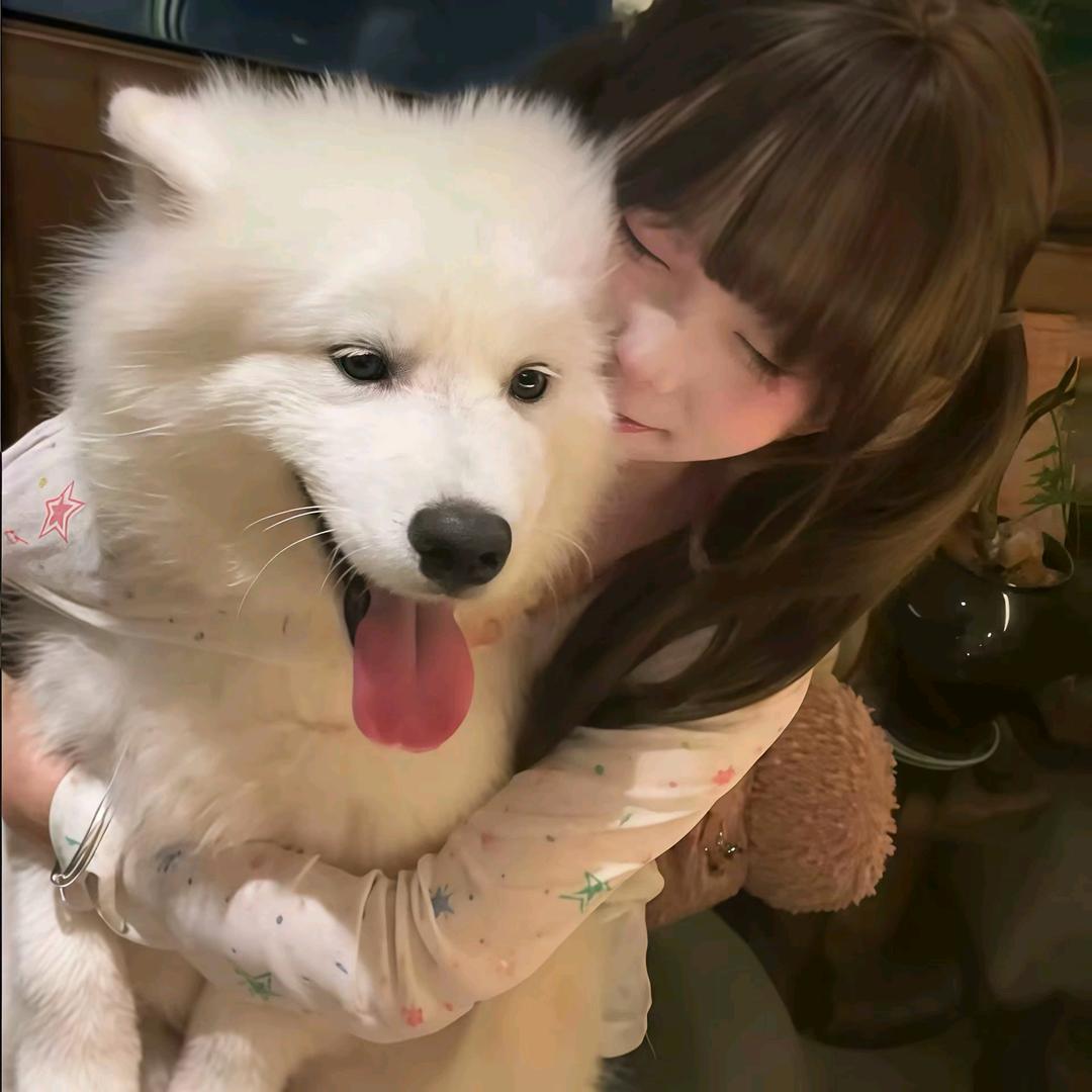 呆