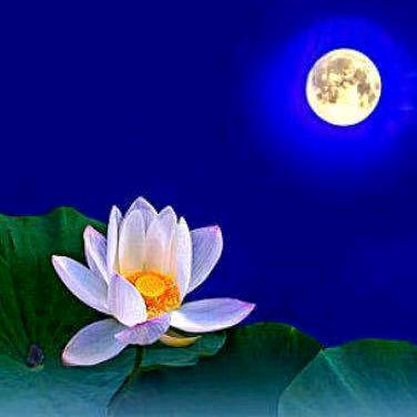 @月露花颜