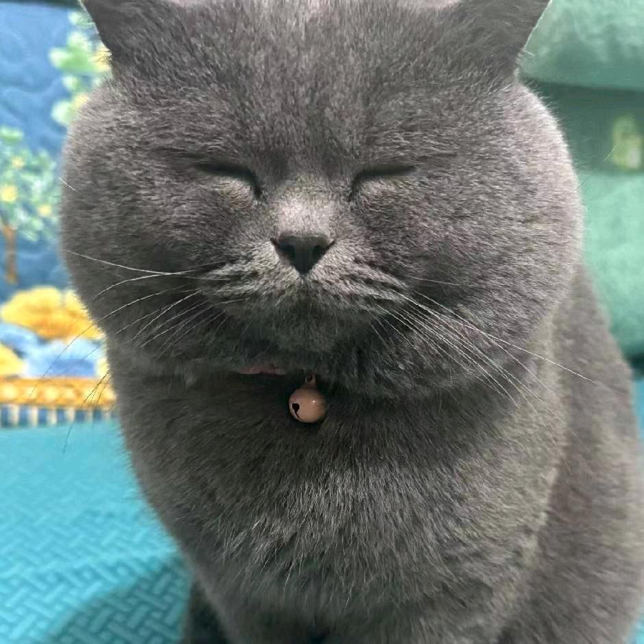 ……………………