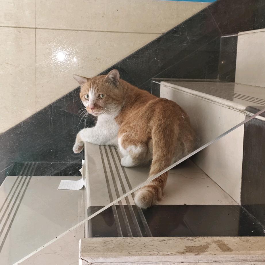 我不是温书