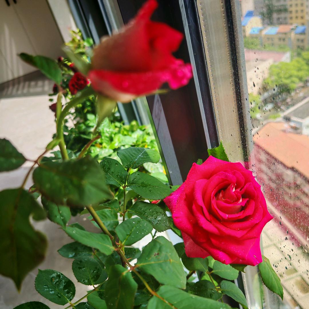 爱跳舞的娟子（橱窗有好物）