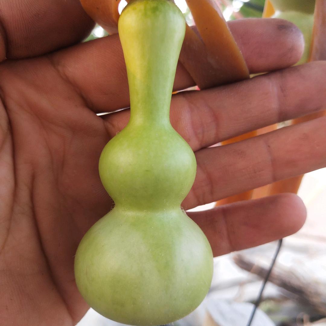 小院葫芦