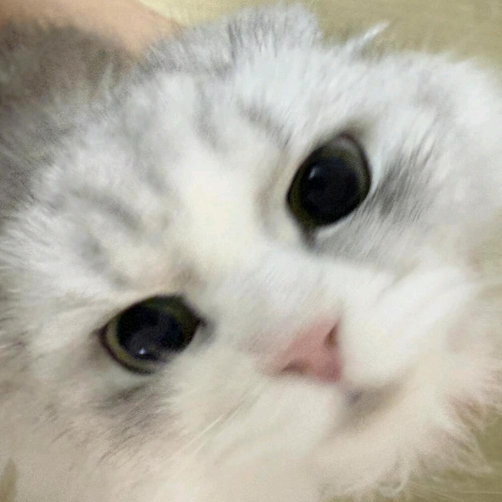 爱吃芒果的糕子