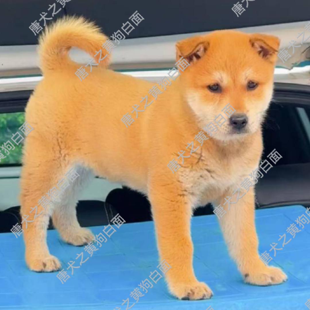 唐犬之黄狗白面