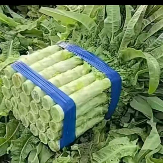 莴笋大队-友谊至上