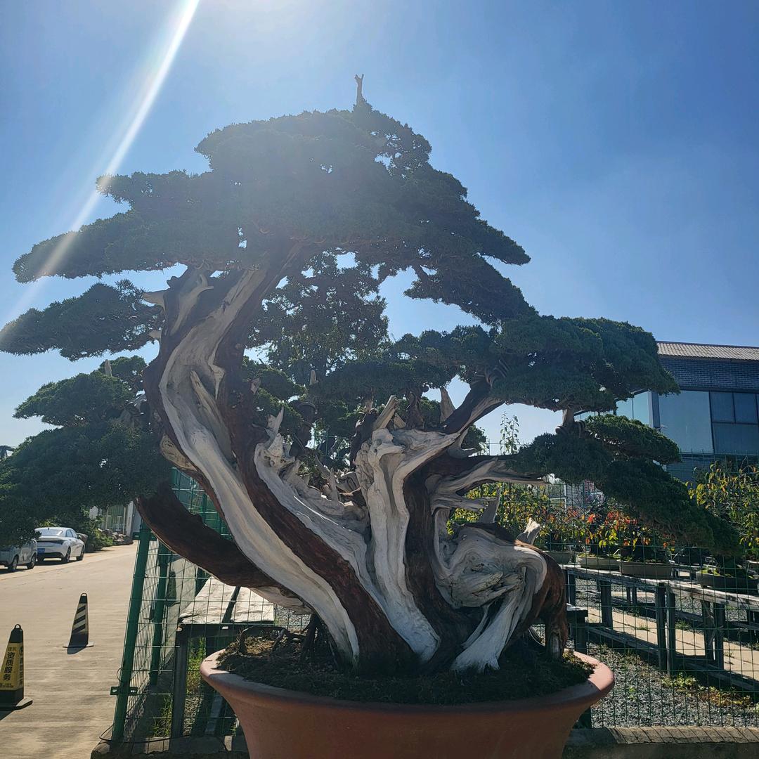 ✨匠心造型树🌲