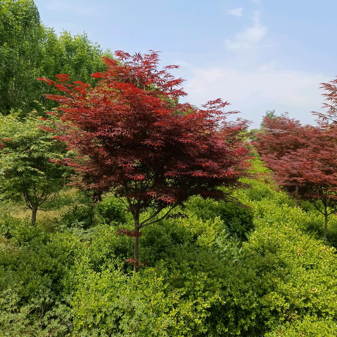坦坦花卉