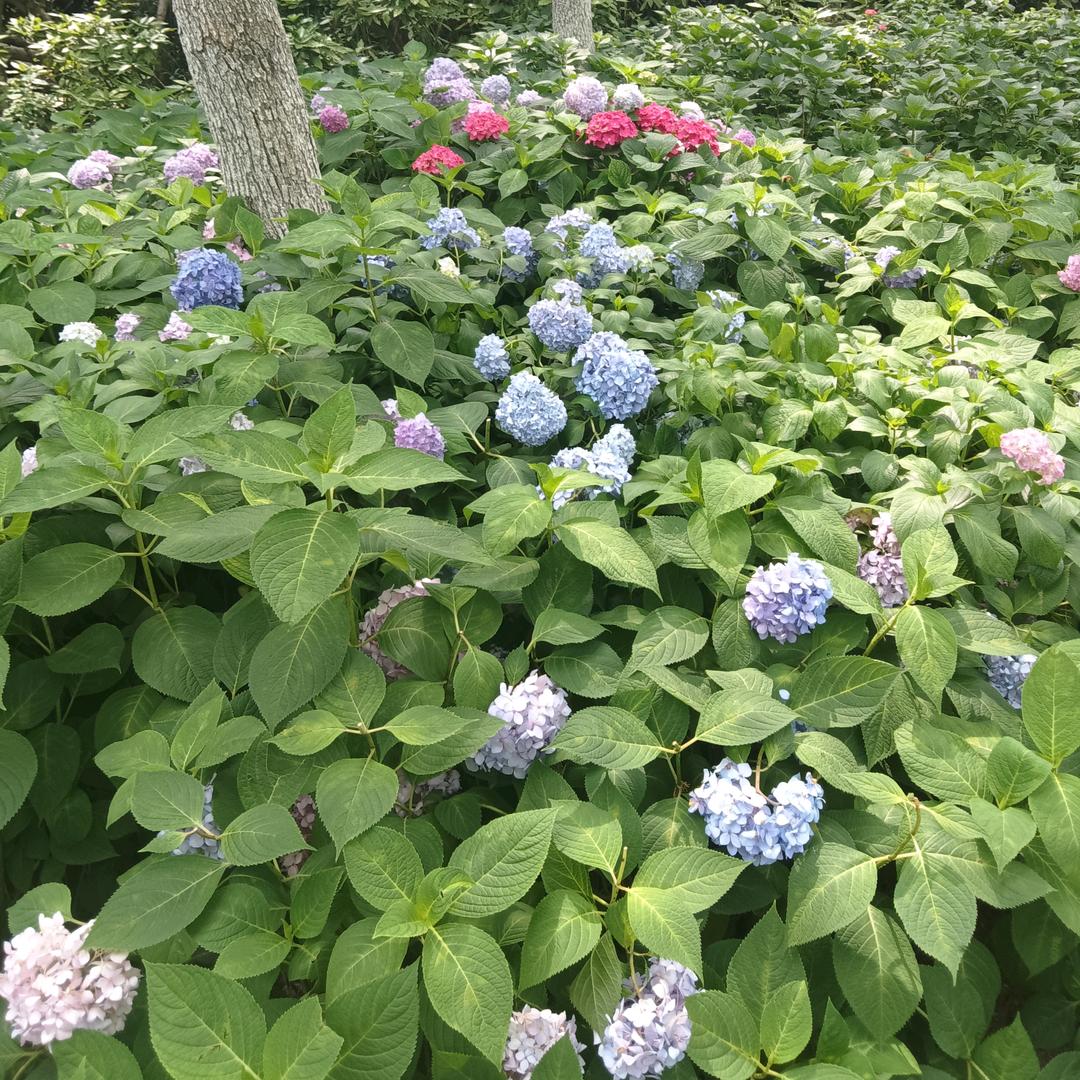 小鱼儿