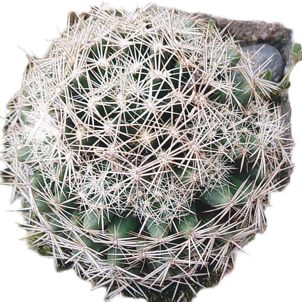 花梅