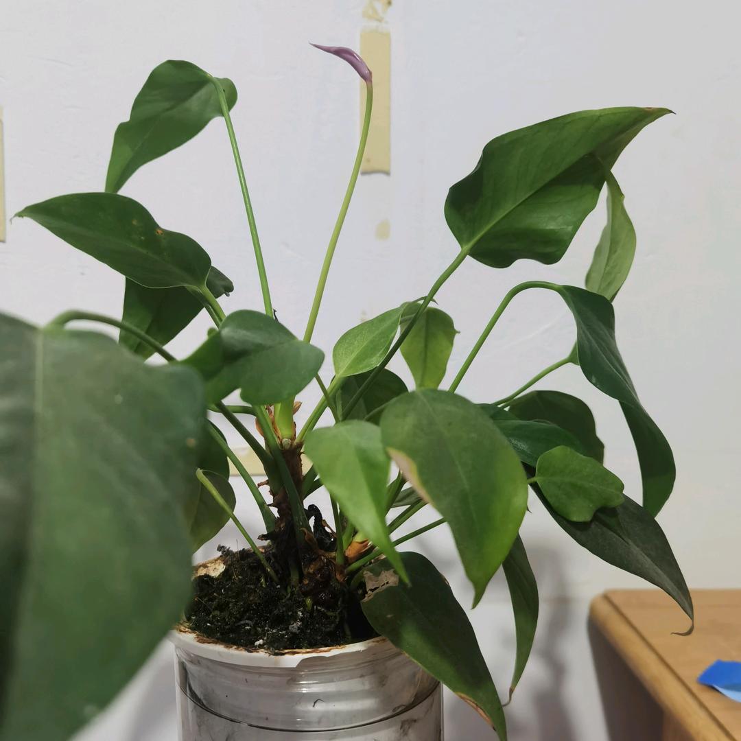 玫瑰花