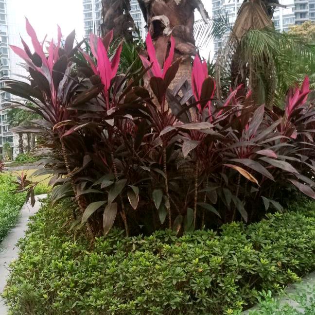 驻马店名门望邸星辰283006176