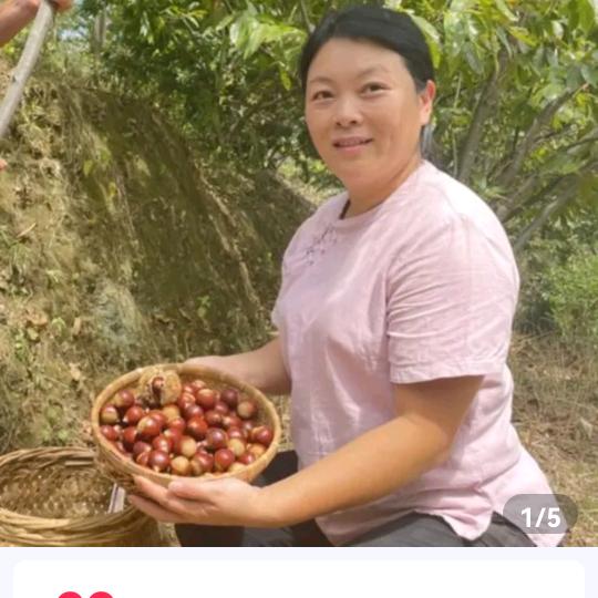 庆元锥栗夫妻