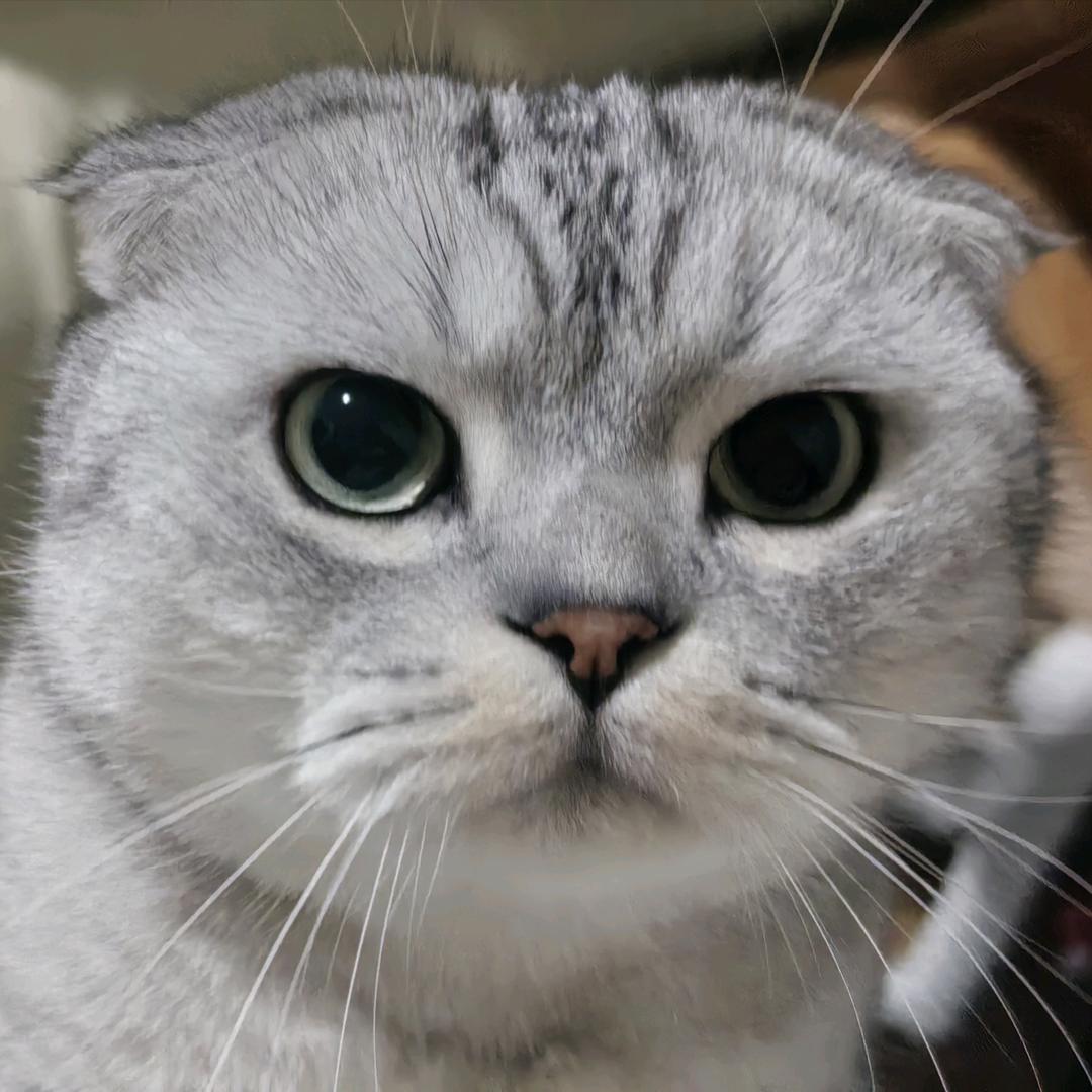 W.🐱