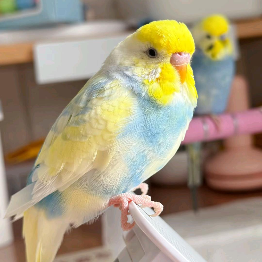 太原胡桃&德文卷毛猫舍