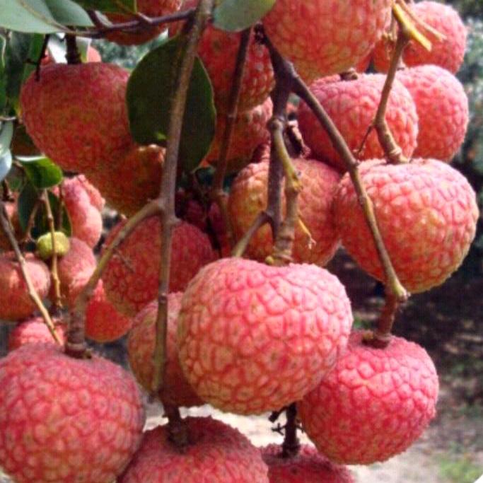 果果🍊优选(好物在橱窗)