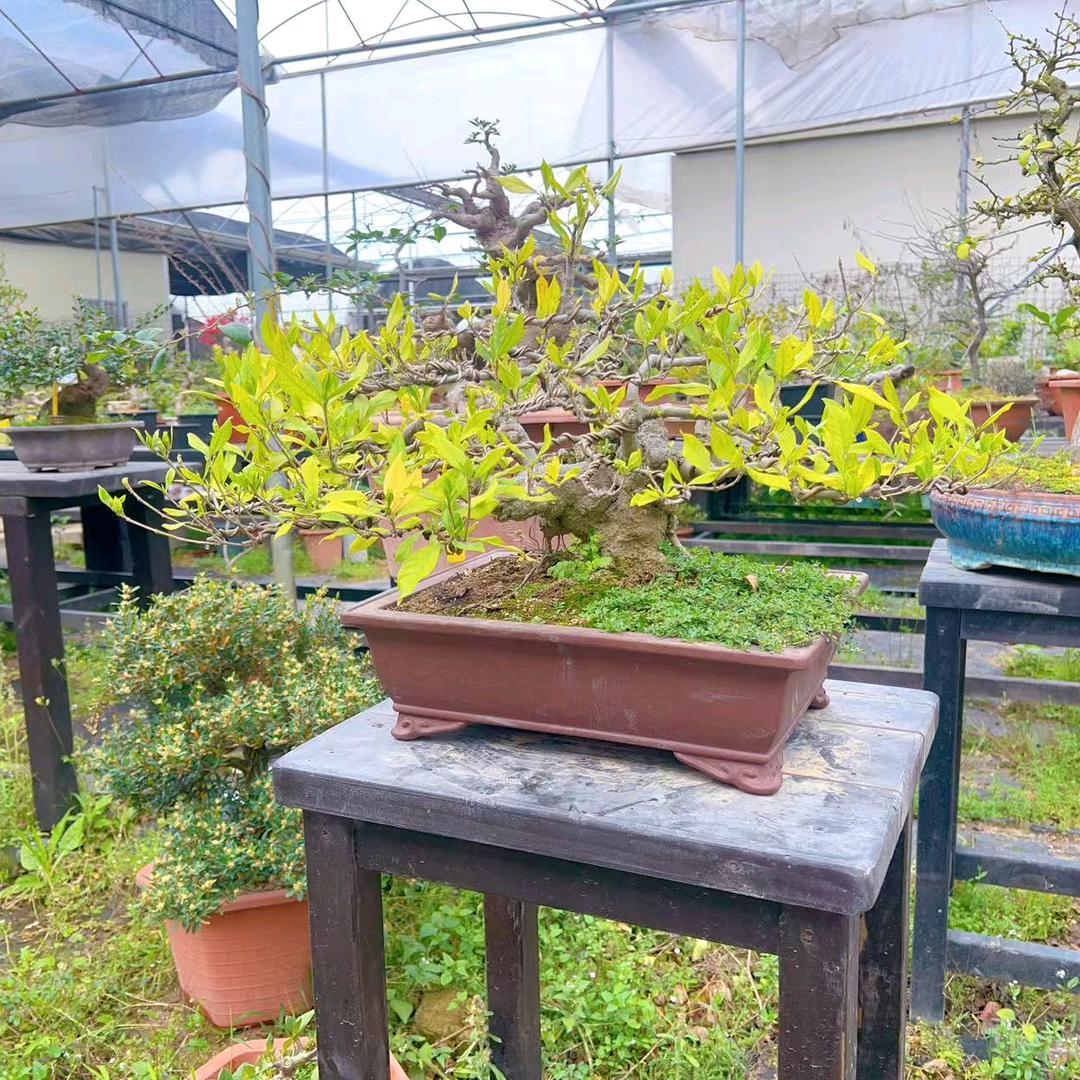 第五季花卉园艺