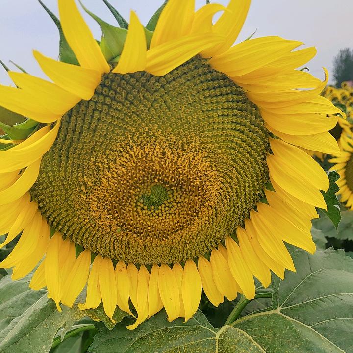 🌻向日葵🌻杨