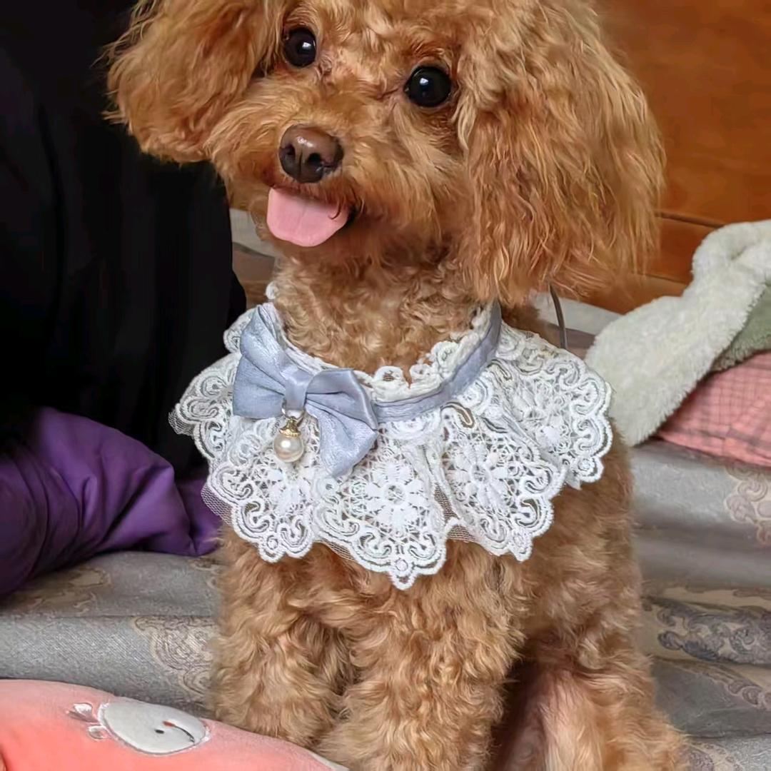 @捌贰伍