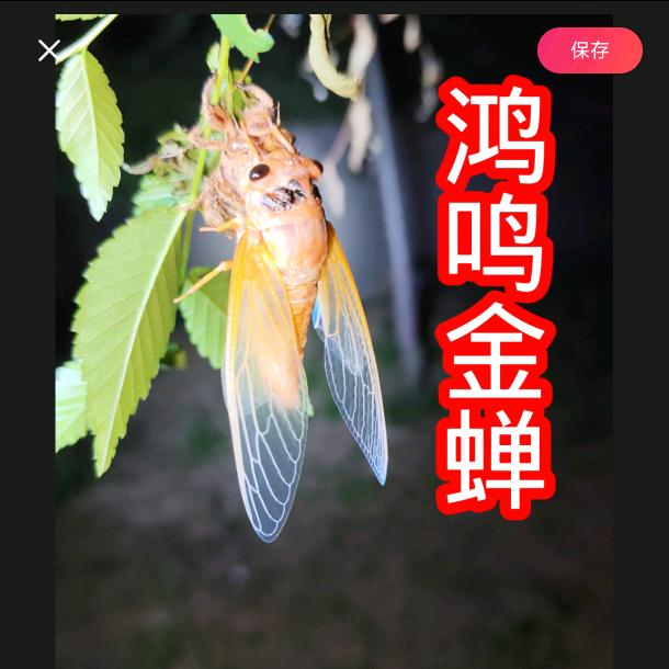 金蝉养殖推广客服-1