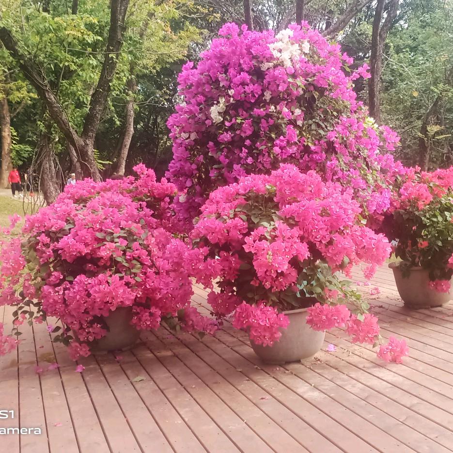 来自远方的朋友《拒绝连赞》