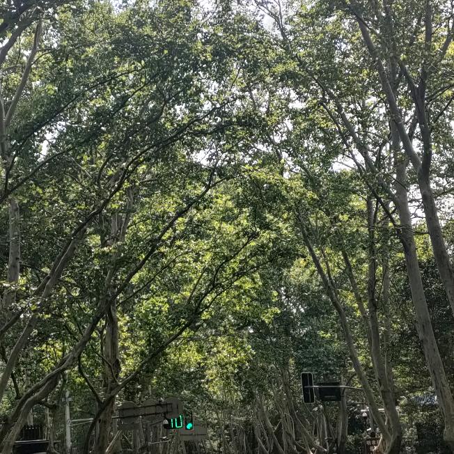 🍎何事惊慌🌸