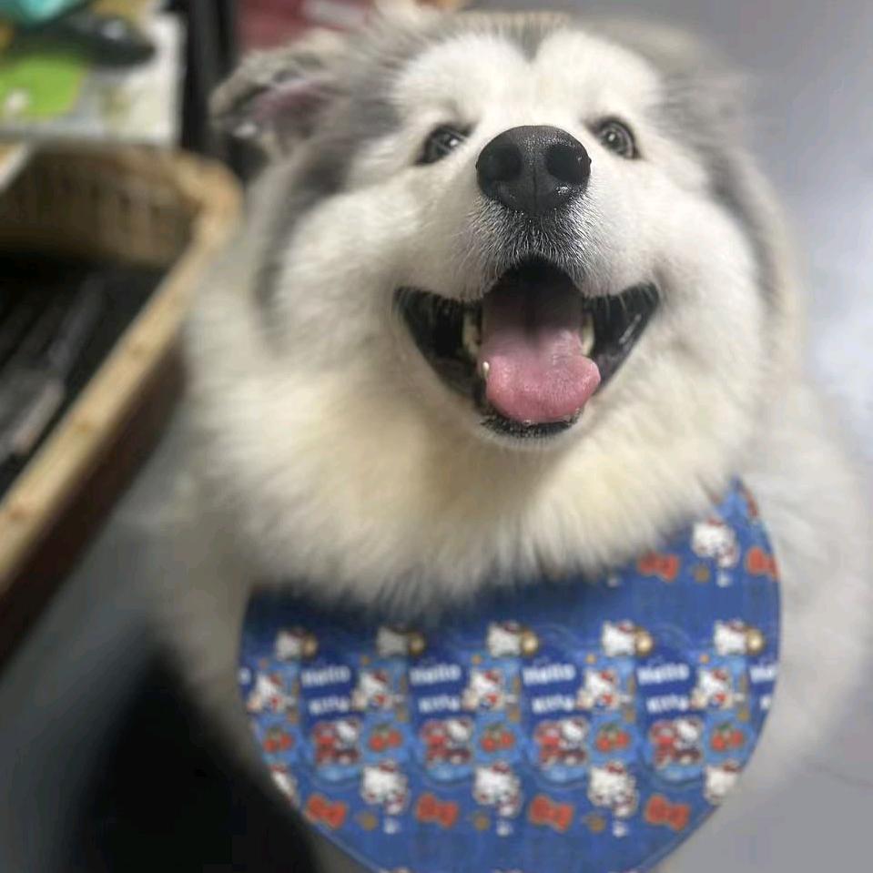 汤圆儿家的煤气罐