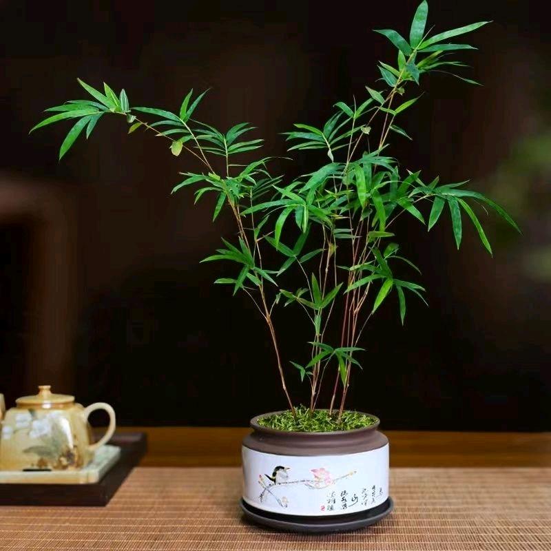 沛县的老于