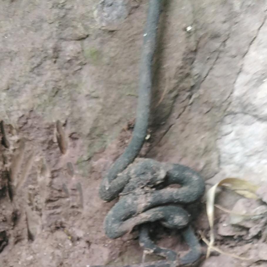 诚实的挖桩人园艺