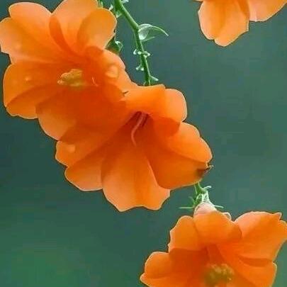 不负美食不负卿