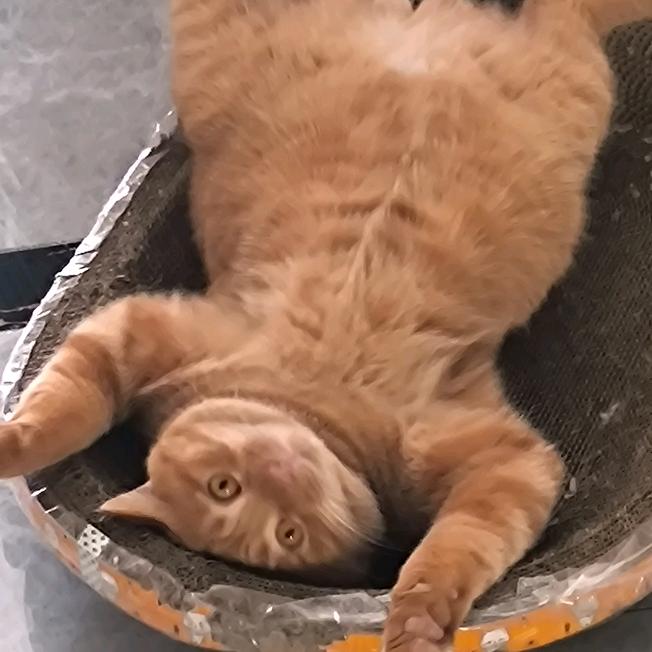公公猫张咪咪