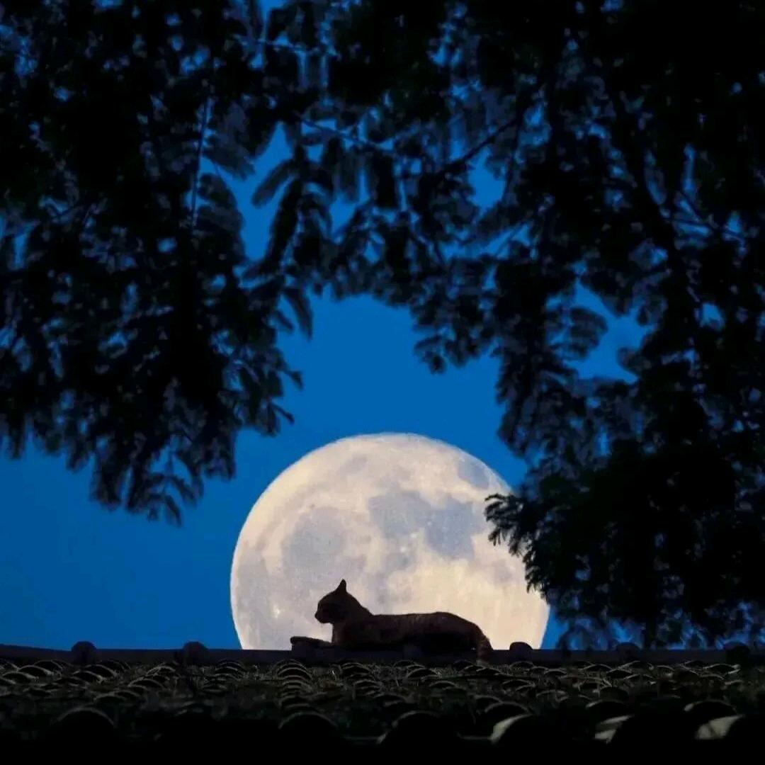睡不醒的猫
