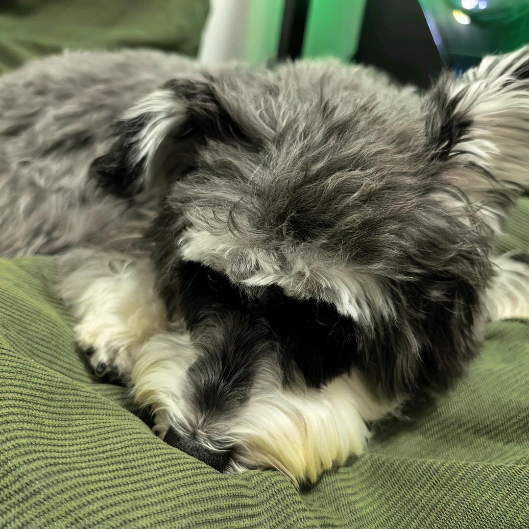 小熊（游戏）