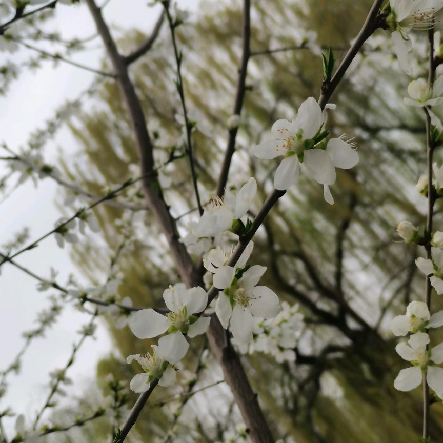 🥀热枕🍃