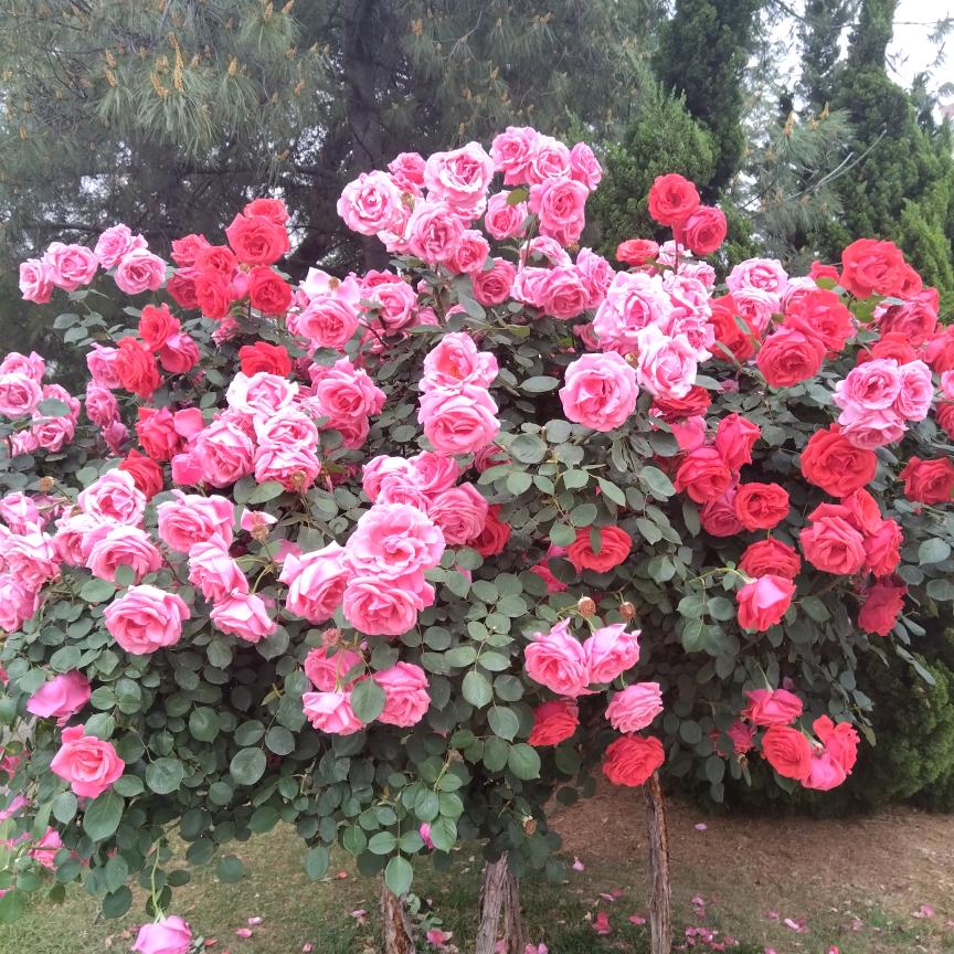 心中有苦无人懂