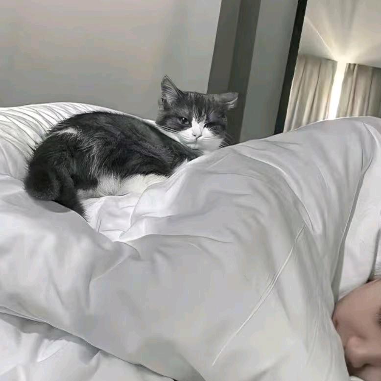 蛋卷.