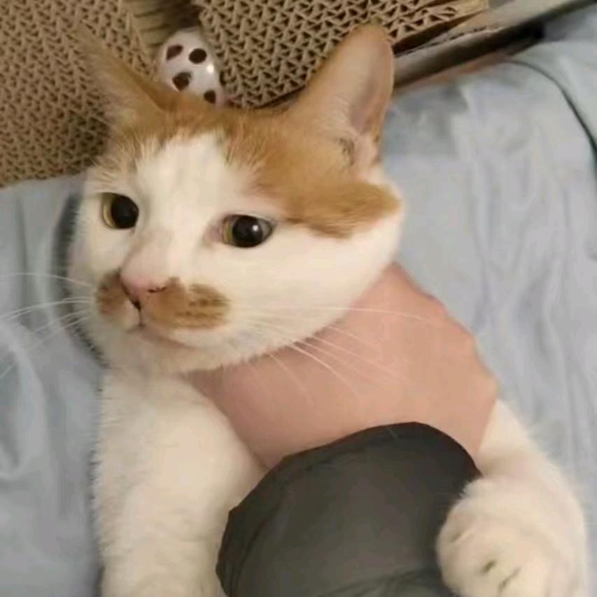 cc